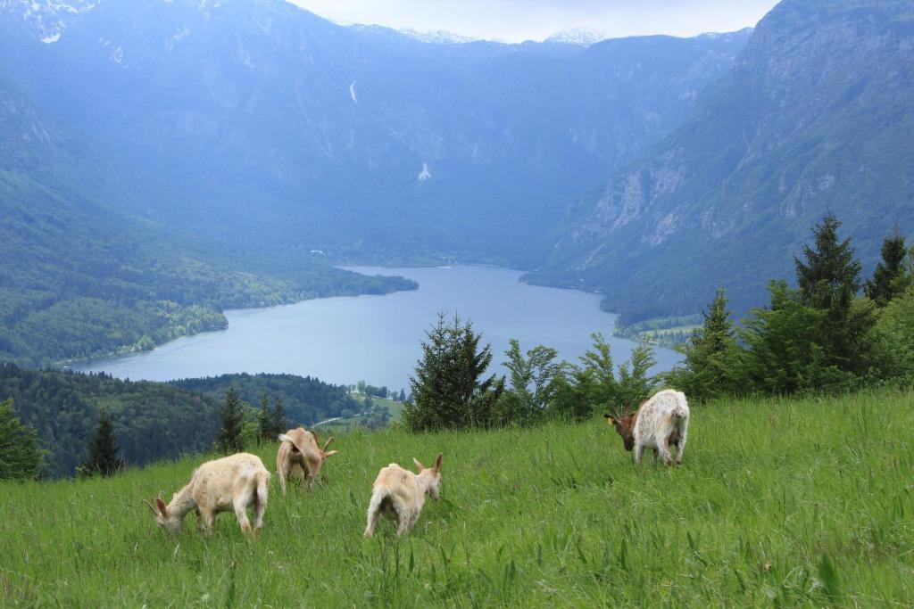 Apartments & Hostel Bohinj ภายนอก รูปภาพ