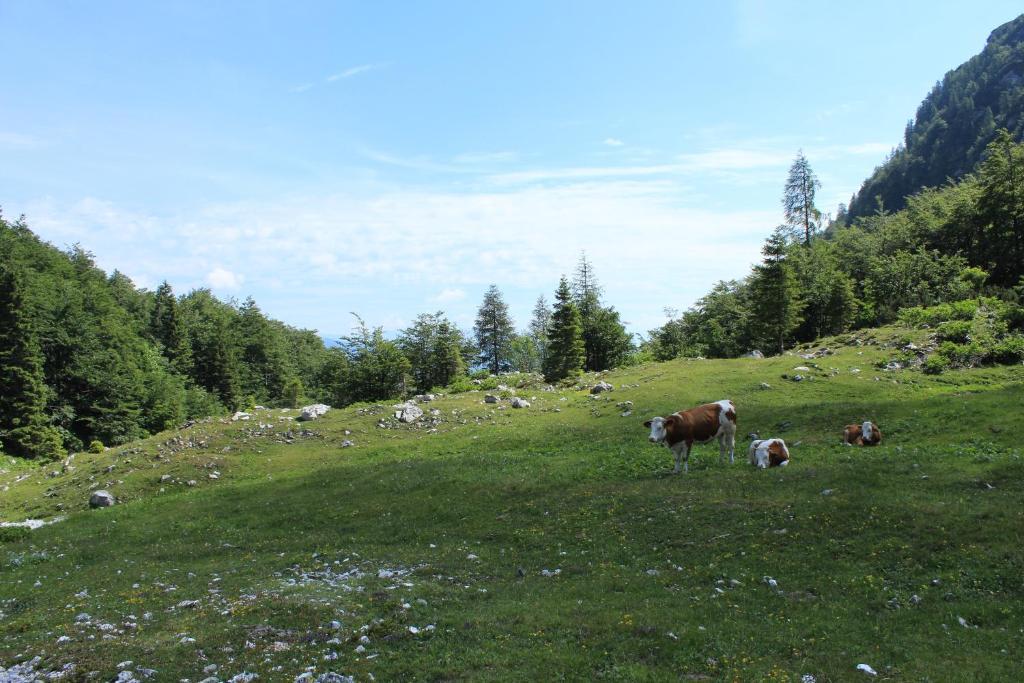 Apartments & Hostel Bohinj ภายนอก รูปภาพ